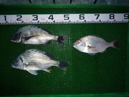 海山フィッシングセンター 釣果