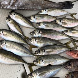 第二辰丸 釣果