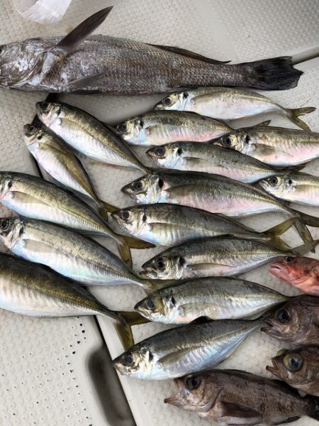 第二辰丸 釣果