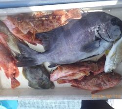 石川丸 釣果