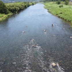狩野川(狩野川漁業協同組合) 釣果