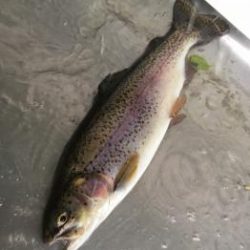 フィッシング サンクチュアリ 釣果