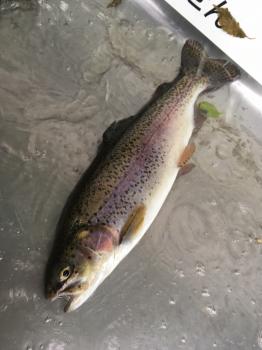 フィッシング サンクチュアリ 釣果