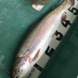 フィッシング サンクチュアリ 釣果