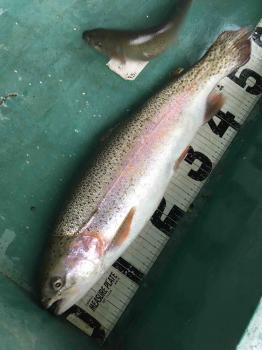 フィッシング サンクチュアリ 釣果