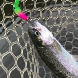 フィッシング サンクチュアリ 釣果