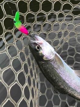 フィッシング サンクチュアリ 釣果