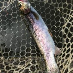 フィッシング サンクチュアリ 釣果