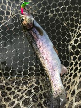 フィッシング サンクチュアリ 釣果