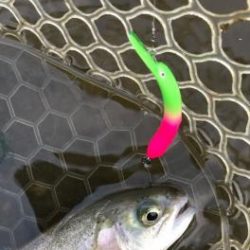 フィッシング サンクチュアリ 釣果