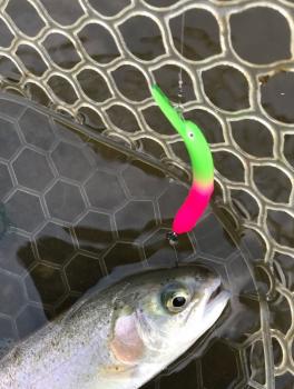 フィッシング サンクチュアリ 釣果