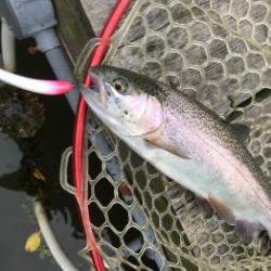 フィッシング サンクチュアリ 釣果