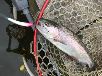 フィッシング サンクチュアリ 釣果