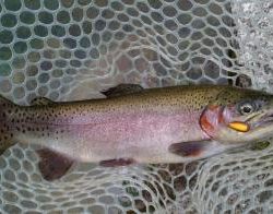 フィッシング サンクチュアリ 釣果