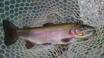 フィッシング サンクチュアリ 釣果