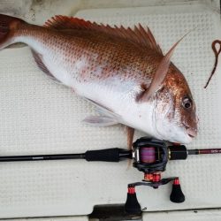 遊漁船 ニライカナイ 釣果