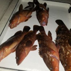 Magic(マジック) 釣果