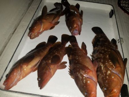 Magic(マジック) 釣果