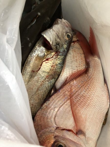 第二辰丸 釣果
