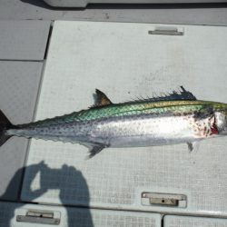 遊漁船 遊友 釣果