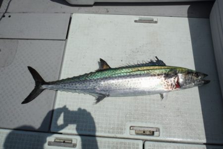 遊漁船 遊友 釣果