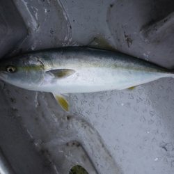 遊漁船 遊友 釣果