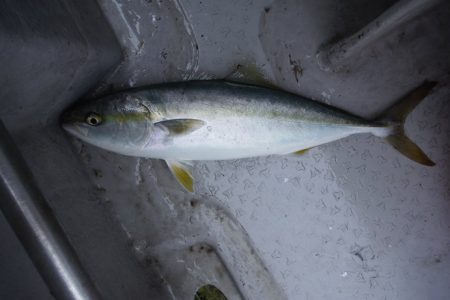 遊漁船 遊友 釣果