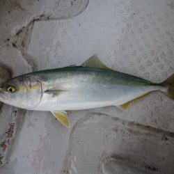 遊漁船 遊友 釣果