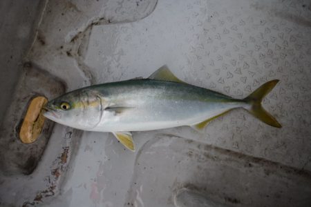 遊漁船 遊友 釣果