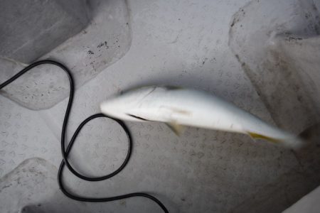 遊漁船 遊友 釣果