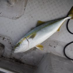 遊漁船 遊友 釣果