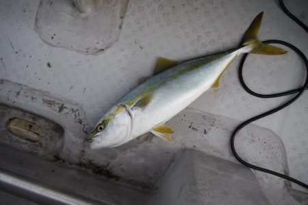 遊漁船 遊友 釣果