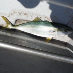 遊漁船 遊友 釣果