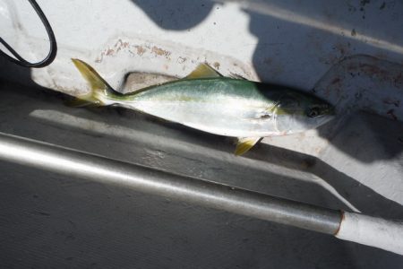 遊漁船 遊友 釣果