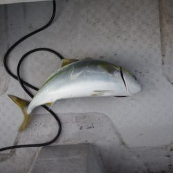 遊漁船 遊友 釣果