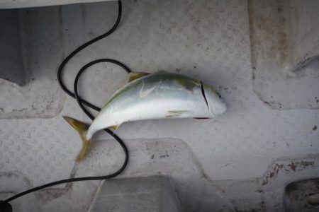 遊漁船 遊友 釣果