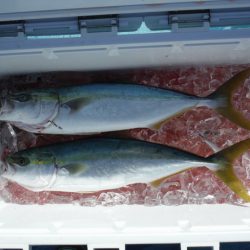 遊漁船 遊友 釣果