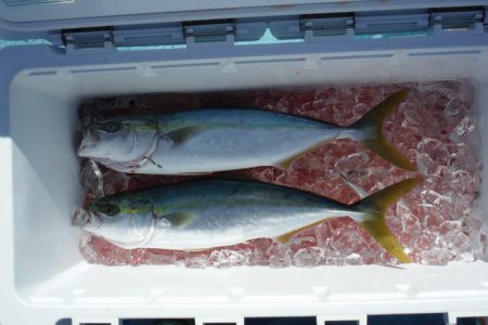 遊漁船 遊友 釣果