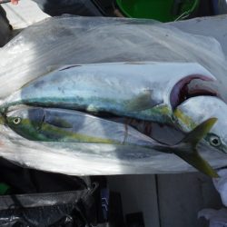 遊漁船 遊友 釣果