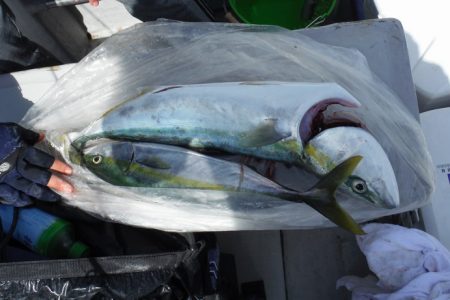 遊漁船 遊友 釣果