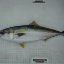 遊漁船 遊友 釣果