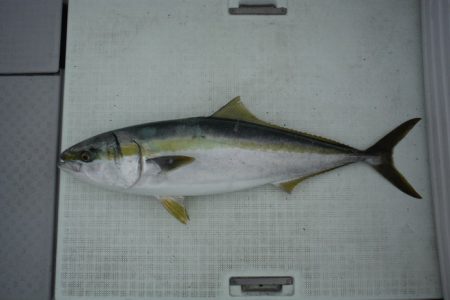 遊漁船 遊友 釣果