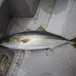 遊漁船 遊友 釣果