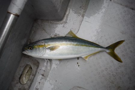 遊漁船 遊友 釣果