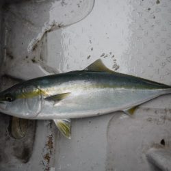 遊漁船 遊友 釣果