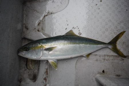 遊漁船 遊友 釣果