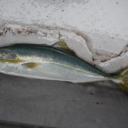 遊漁船 遊友 釣果