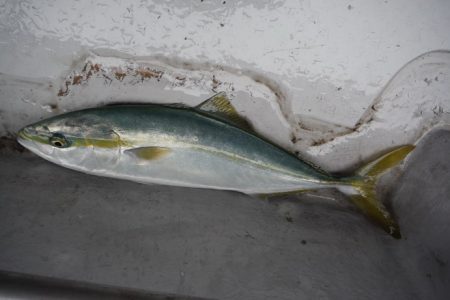 遊漁船 遊友 釣果