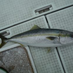 遊漁船 遊友 釣果