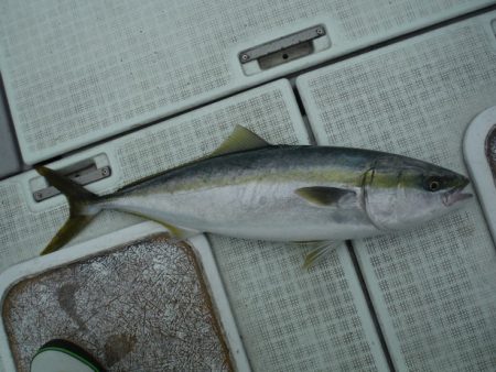 遊漁船 遊友 釣果